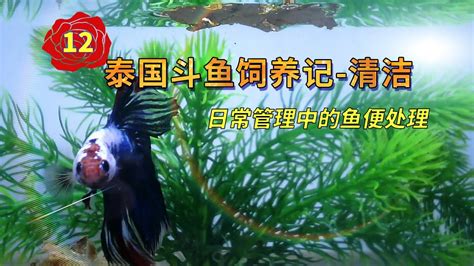 魚可以養在房間嗎|【鬥魚飼養】養鬥魚風水禁忌、水質要求、水草選擇＆。